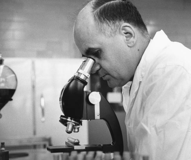 Der Pionier der Impfstoffforschung von MSD, Dr. Maurice Hilleman, sieht durch ein Mikroskop.