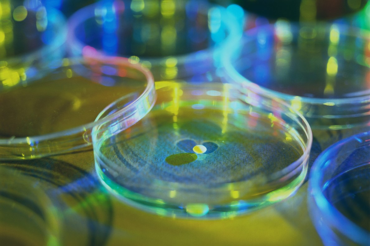 Mehrere Petrischalen