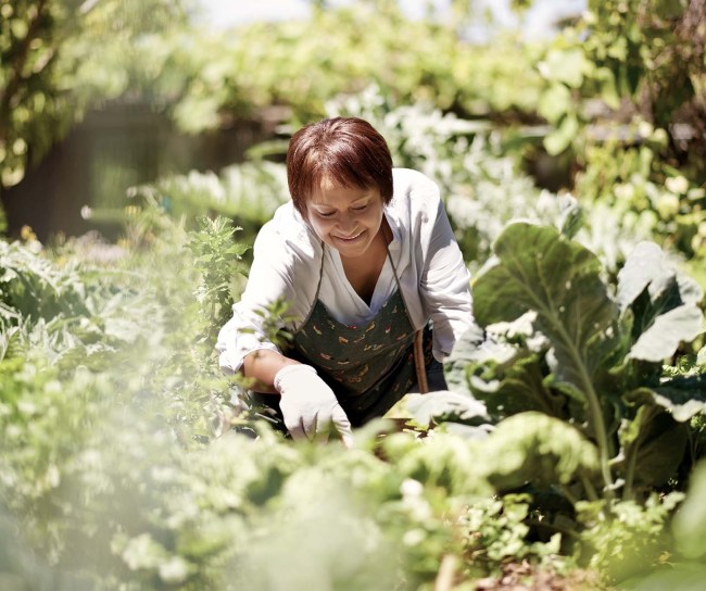 Eine Frau mit Schürze und Gartenhandschuhen knieht im Gemüsebeet und freut sich über die vielen Pflanzen, die sie umgeben.