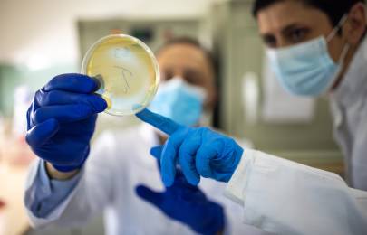 Two microbiologists with protective face masks looking at Petri dish in laboratory, focus on Petri dish