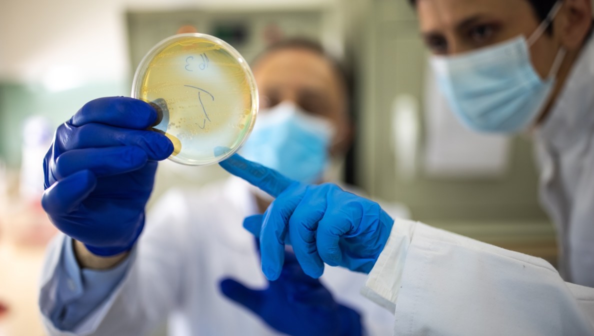 Two microbiologists with protective face masks looking at Petri dish in laboratory, focus on Petri dish
