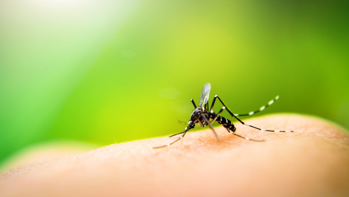 Mosquito sucking blood on human skin with nature background